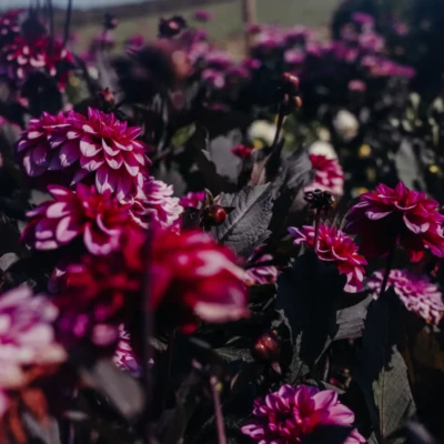 Kwiaty na farmie Różowe Pole