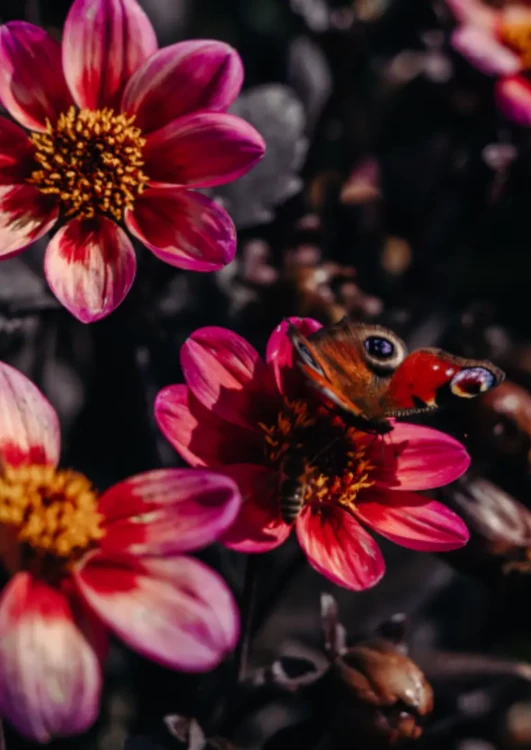 Kwiaty na farmie Różowe Pole