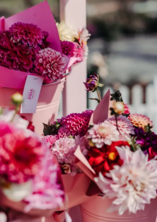 Kwiaty na farmie Różowe Pole