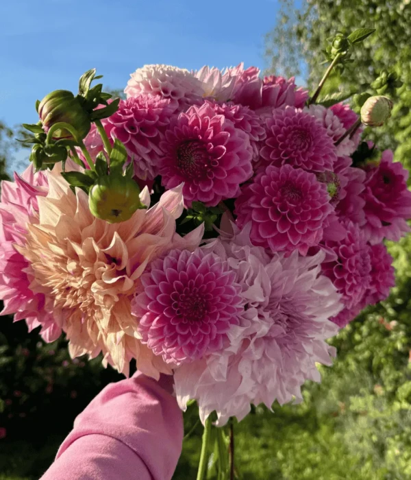 Bukiet kwiatów dalii