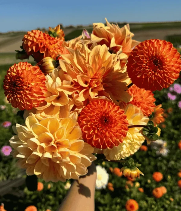 Bukiet kwiatów dalii pomarańczowy farma