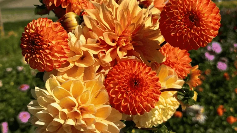 Dzień Otwarty 24 sierpnia 2025