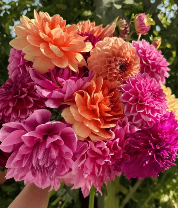 Bukiet kwiatów dalii różowy pomarańczowy