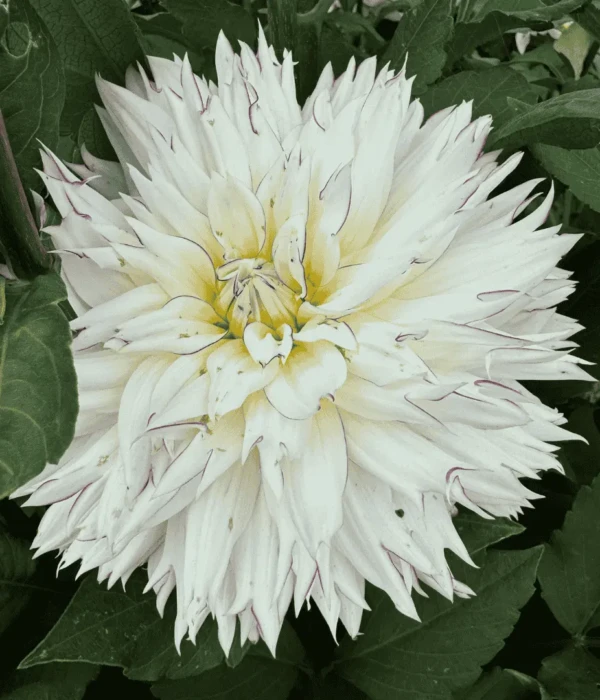 Dalia kwiat biały (1)