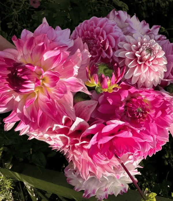 Dalia kwiat różowo biała