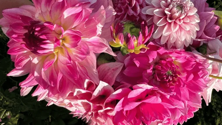 PIKNIK VIP 24 sierpnia 2025 15:00-19:00