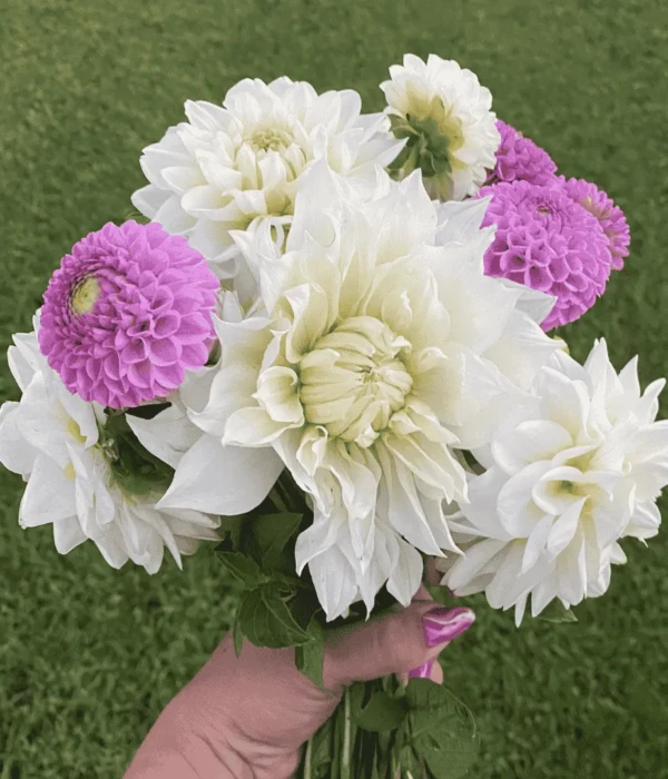 Dalie kwiaty białe fioletowe