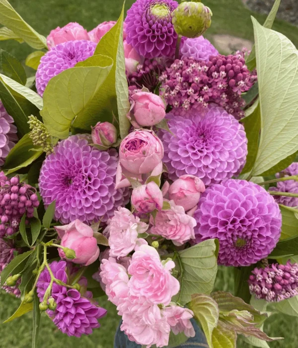 Dalie kwiaty fioletowe z piwoniami