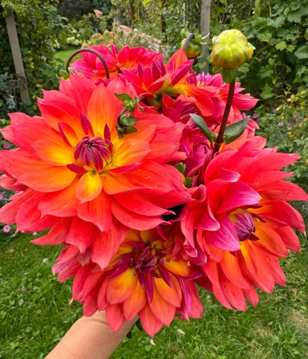 Dalie kwiaty różowo żółte