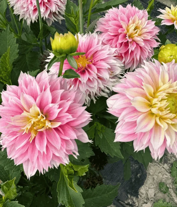 Kwiat dalia różowa