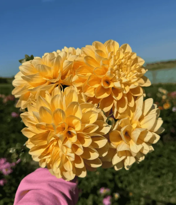 Kwiat dalii żółty bukiet