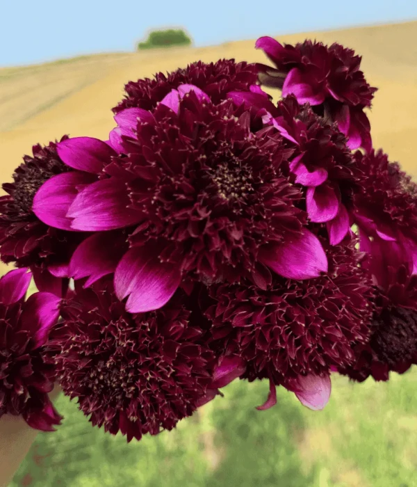 Kwiaty dalie bordowe