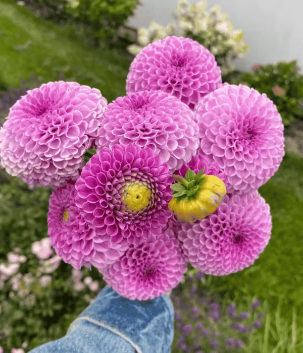 Kwiaty dalie fioletowe pomponowe