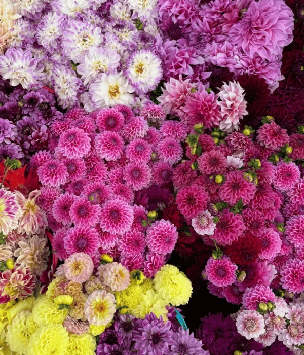 Kwiaty dalii mix kolorów (1)