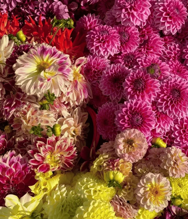 Kwiaty dalii mix kolorów