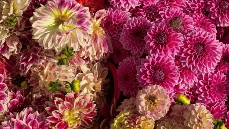 PIKNIK VIP 21 września 2025 10:00-14:00