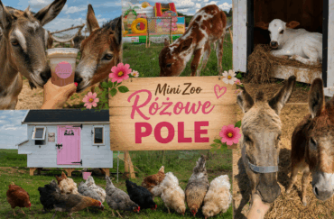 Dlaczego warto odwiedzić nasze Mini Zoo? 🩷